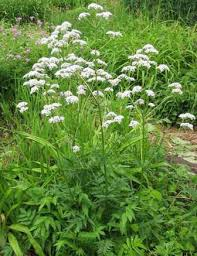 معرفی و راهنمای پرورش گیاهان دارویی - سنبل الطیب - علف گربه